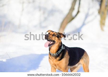 portrait of a dog on a snow