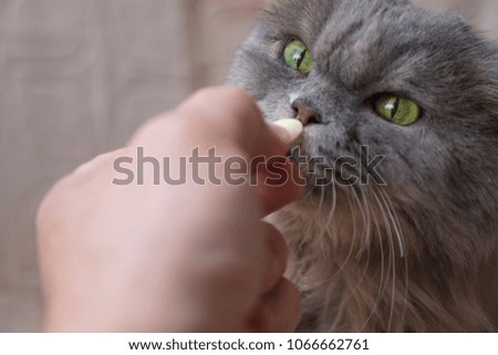The big grey cat gets vitamins, a delicacy from the owner.