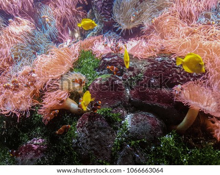 fish in  aquarium