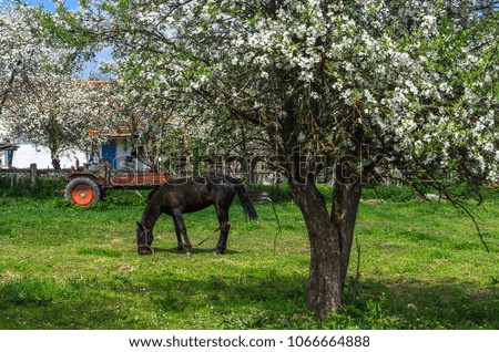 red horse on the farm on a background of green leaves of the tree