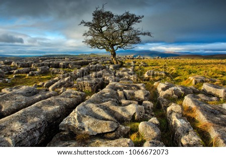 The Lone Tree on Winskill Stones Royalty-Free Stock Photo #1066672073