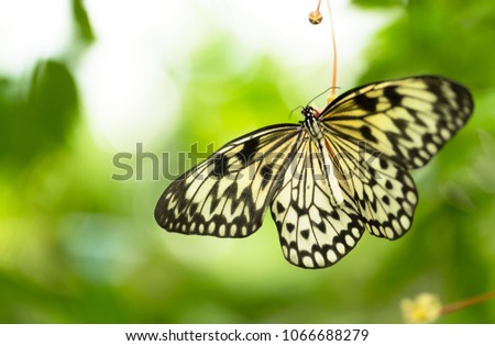 Beautiful butterfly Paper Kite, Idea leuconoe in tropical forest sitting on green leaves. Tropical nature of rain forest, butterfly insect macro photography.