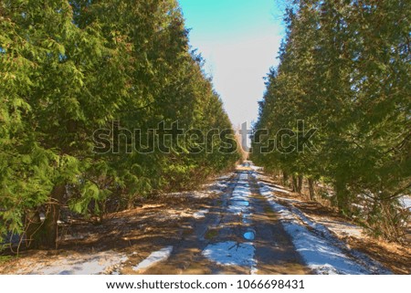 Rural road cased with thuja.