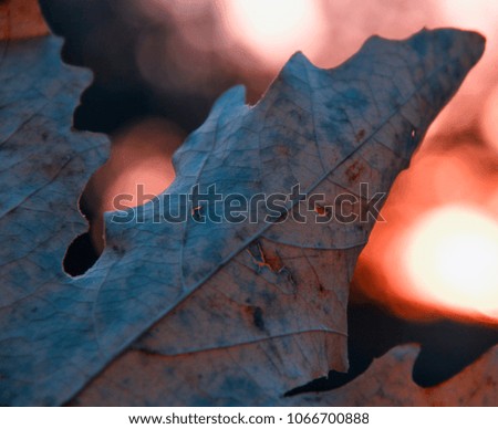 Beautiful leaf texture. Leaf is grungy, old and dead. Leaves in a sunlight. Leaf portrait in a sunset.