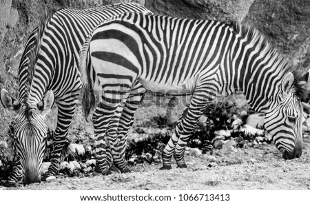 a zebra couple busy having lunch