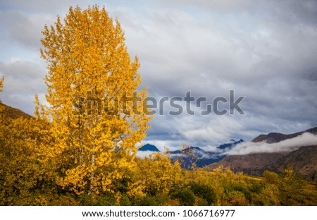 Yellow tree with mountain