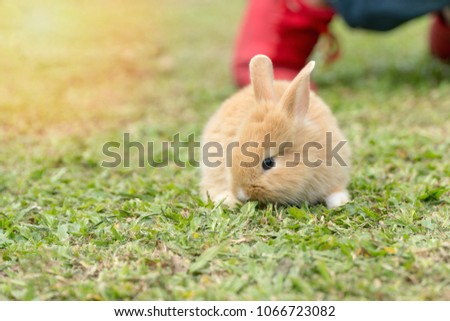 Close up little brown white rabbit sitting on fresh green grass background.