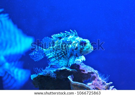Underwater small fish