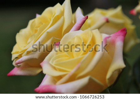 Yellow roses with pink / red tips.  Photographed to show or display the beauty of this iconic flower and plant.  Used all over the world as a symbol of love and romance, aromatic and gorgeous.  