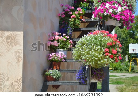 petunia flowers in pots. steps to home. beautiful, colorful plants. spring blossom. exterior of staircase of building. floral gardening. traditional mediterranean patio. bright blossom, blooming.