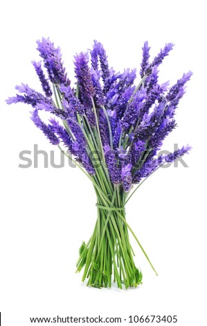 a bunch of lavender on a white background