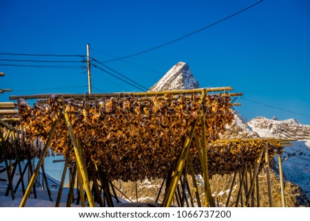 View of traditional way of drying cod stock fish heads, hanging from a wooden structure Lofoten Islands