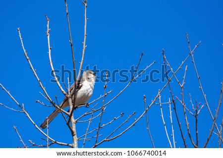 Northern Mockingbird perched in tree singing