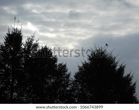 Silhouette of Lone Bird Sitting on Top of Evergreen Tree Branch Welcoming a New Day