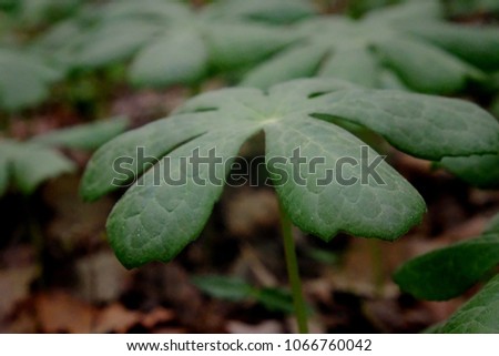 Beautiful foliage of beautiful mayapple plants in the lowland forest at Yates Mill County Park in Raleigh North Carolina, Triangle area, Wake County.