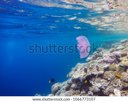 Observation of jellyfish during snorkeling in Dahab in Egypt.