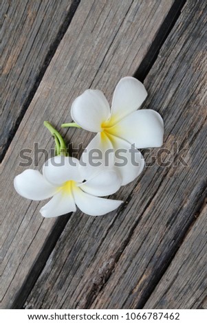 white frangipani flower isolated on wooden background.