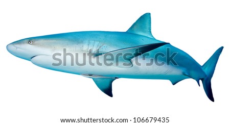 Caribbean Reef Shark isolated on white background