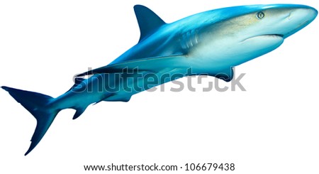 Caribbean Reef Shark isolated on white background