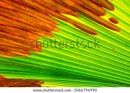 Green and red stripe plam leaf for abstract nature background
