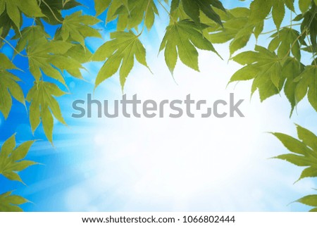 GREEN MAPLE LEAVES BLUE SKY AND THE SUN