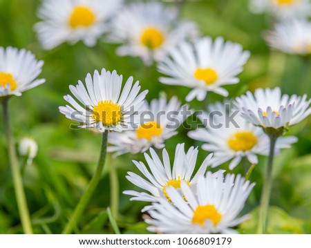wild white flowers