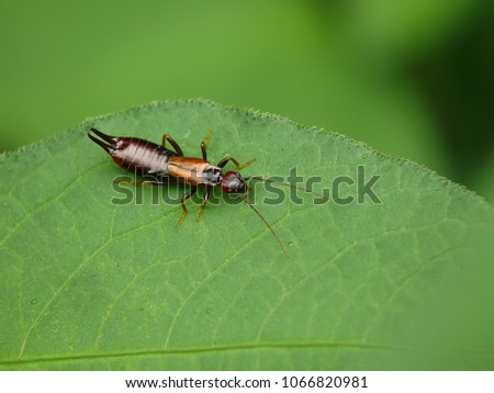 Large and Strong Earwig on Leaf