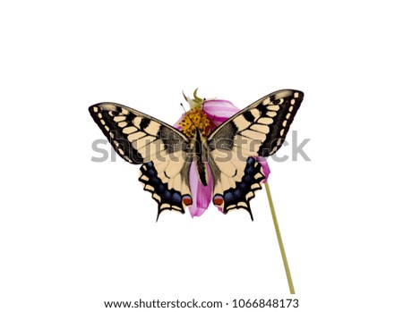 Butterfly Spread wings On flower - Old World Swallowtail (Papilio machaon) butterfly isolated on white background with clipping path
