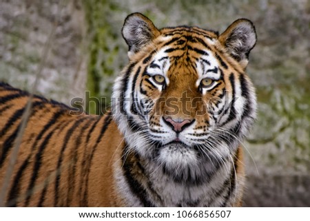 Closeup of a female siberian tiger looking at the camera