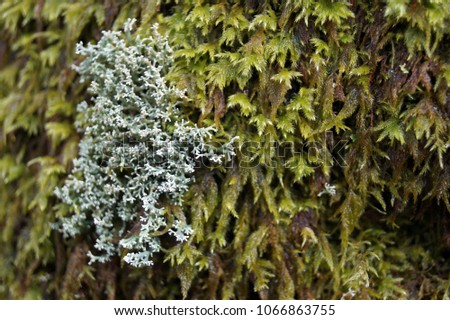 Moss and lichen growing on a tree