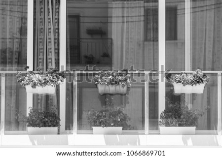 Building with modern window decorated with fresh flowers on Malta. Black and white picture