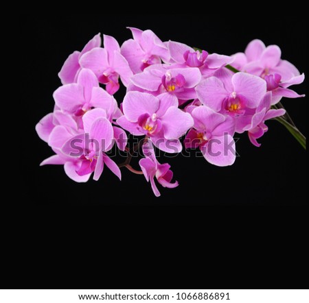 Orchid flowers with pink orchid flower stem-black background

