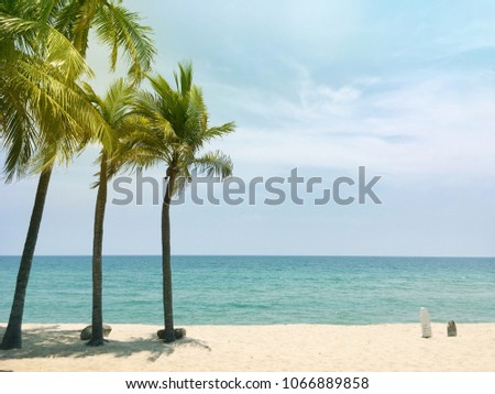Coconut trees on a sandy beach in summer.