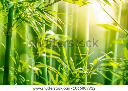  Bamboo forest in the morning Royalty-Free Stock Photo #1066889912