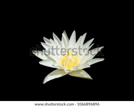 Isolated picture of a lotus flower or waterlily on black background.