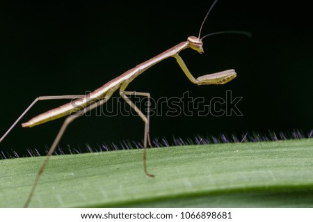macro shot of a mantis in nature