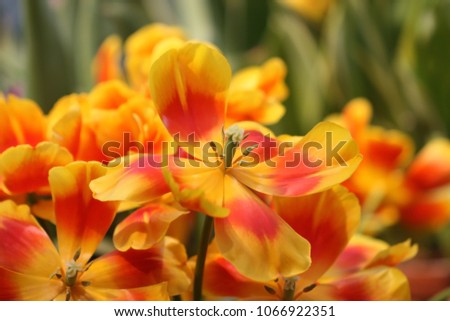 Tulips the close up fading yellow with orange horizontally. Macro. Liliaceae Family. Tulipa.
