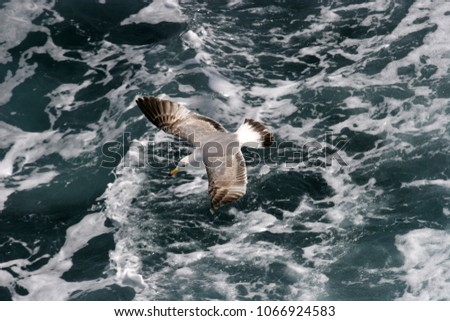 Seagull. Bird flies over the sea. Seagulls hover over deep blue sea. Gull hunting down fish. Gull over boundless expanse air. Free flight. Seagull fly above ocean. 