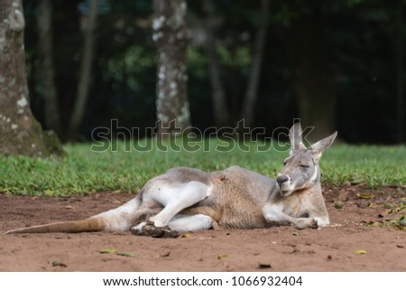 Lazy kangaroo chilling out on the grass