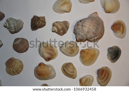 Image 7. Seashells