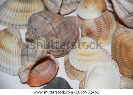 Image 6. Seashells