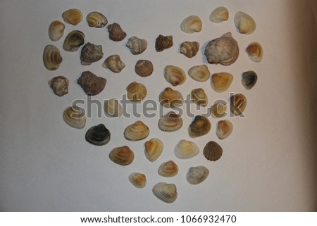 Image 3. Seashells