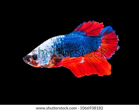 Fighting fish, Beautiful of siam betta fish in thailand. isolated on black background.