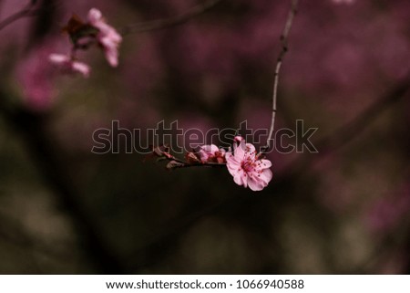Pink plum image