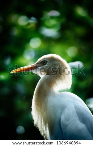 The cattle egret is a cosmopolitan species of heron found in the tropics