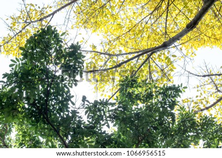 Yellow leaves with green leaves