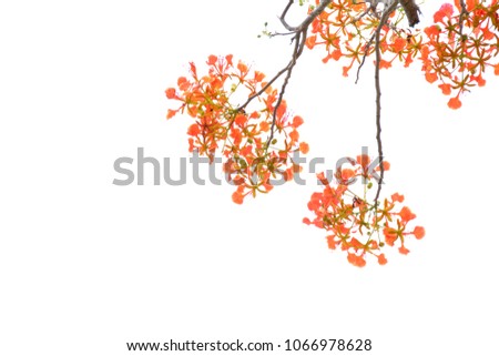 Flam-boyant, The Flame Tree, Royal Poinciana flower on white backgroun