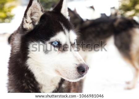 Blue eyed siberian husky portrait