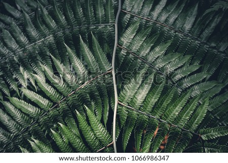 Ferns leaves green foliage natural floral fern background texture.