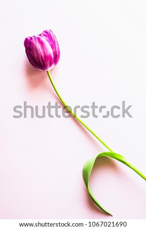 One purple tulip on a purple background. Lifestyle minimalism photo. Top view, flat lay